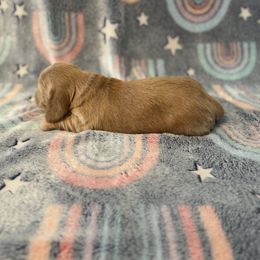 Dachshund Puppies from M&M Pups