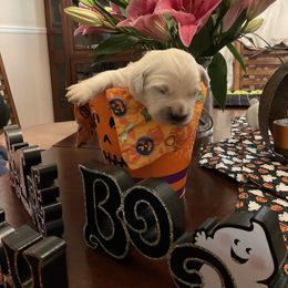 Golden Retriever Puppies from Tupelo Honey Farm's Golden Retrievers
