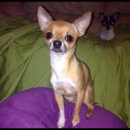 Sadie - Chihuahua
