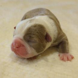Scotch - Red male Boston Terrier puppy in Corning, California from SB Bostons