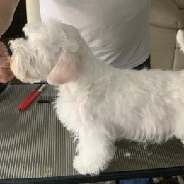 Sealyham Terriers from Sun Splashed