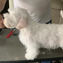 Sealyham Terriers from Sun Splashed