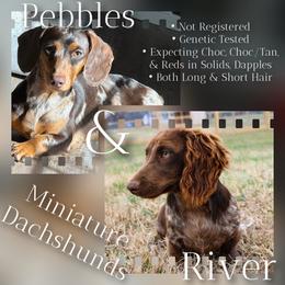 Dachshund puppies from Steele Half Acre Homestead