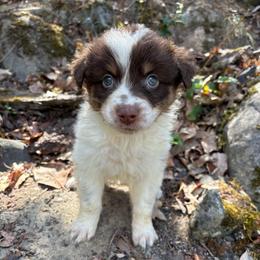 Cash - Red tri-color male Australian Shepherd puppy in Grants Pass, Oregon from Carmel Mountain Aussies