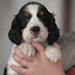 Cindy - Black white and tan female English Springer Spaniel puppy in Florida from Thunderbird Springers