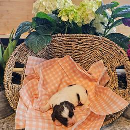 English Springer Spaniel Puppies from Hearthstone Springers