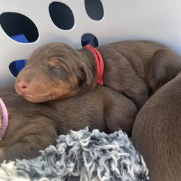Boy 4 - Doberman Pinscher puppy in Silver Springs, Nevada from Evoke