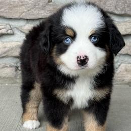 Winnie - Black tri female Miniature Australian Shepherd puppy in Cunningham, Tennessee from Copper Creek Aussies