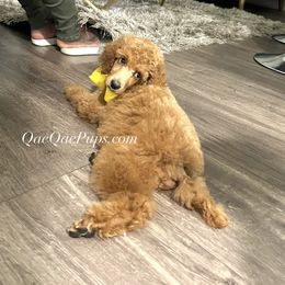 Poodle Puppies from QaeQae Pups