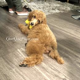 Poodle Puppies from QaeQae Pups