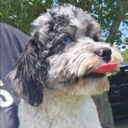 Monet - Cockapoo