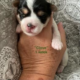 Clove - Parti female Yorkshire Terrier puppy in Forest, Virginia from Majestic Touch Kennels and Pet Services