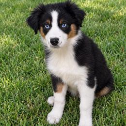 Girl3 - Black tri-color female Australian Shepherd puppy in Lakeland, Florida from Diamond P Australian Shepherds