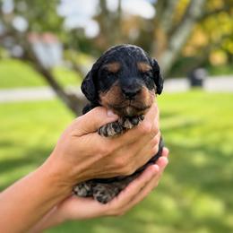 Stone - Black white and tan male Cockapoo puppy in Mt Bethel, Pennsylvania from Stasia’s Cutiepoos