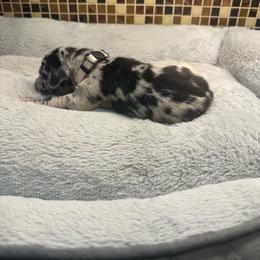 Beige collar - Merle female Great Dane puppy in Ider, Alabama from Sand Mountain Danes LLC
