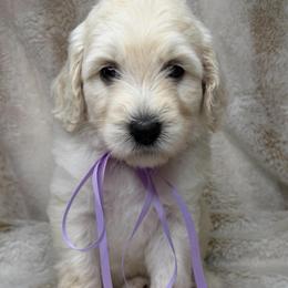 Harmony - Cream female Australian Labradoodle puppy in Upland, California from Kings Labradoodles