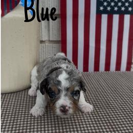 Blue - Merle male Cavapoo puppy in St. George, Utah from Ibby Dibby doodles