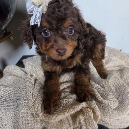 Aussiedoodle Puppies from The Cuddly Dood Ranch