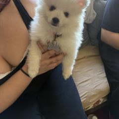Lisa - White female American Eskimo Dog puppy in Redlands, California from Arctic Storm Kennels