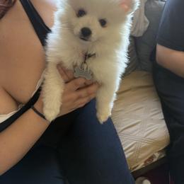 Lisa - White female American Eskimo Dog puppy in Redlands, California from Arctic Storm Kennels