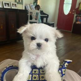 Maltese Puppies from Regal Maltese