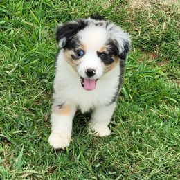 Aussiedoodle and Miniature Australian Shepherd Puppies from Cane Creek Aussies