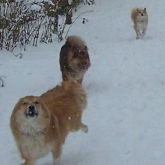 Chinooks and Icelandic Sheepdogs from Fox Meadow