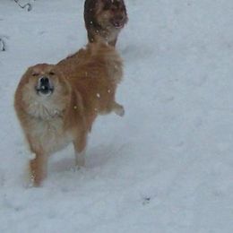 Chinooks and Icelandic Sheepdogs from Fox Meadow