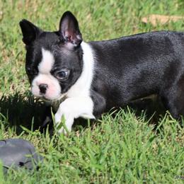 Elliot - Black and white male Boston Terrier puppy in Winnsboro, Texas from JP Ranch Bulldogs