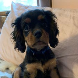 Cavalier King Charles Spaniels from Lee’s Cavaliers
