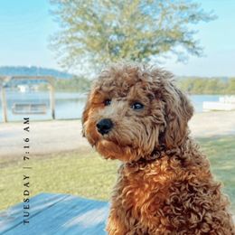 Goldendoodle Puppies from Proctor’s Petite Goldendoodles