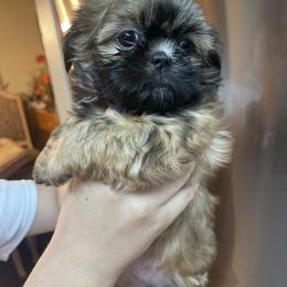 Shih Tzu Puppies from The Townsend Tzu