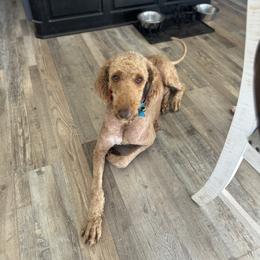 Millie - Red  female Goldendoodle puppy in Lewisville, Texas from Zink Doodles