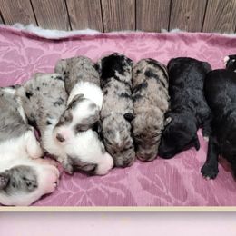 Goldendoodles from DNLS Doodle Puppies