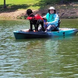 Poodle All Grown Up from Middle Earth Standard Poodles