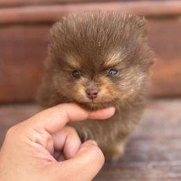 Nova - Chocolate and tan male Pomeranian puppy in Willow Spring, North Carolina from GTBBF Pomeranians