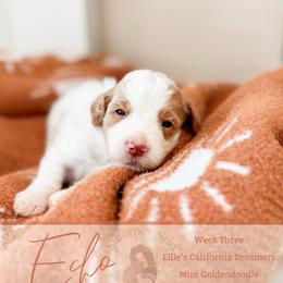 Echo - Parti male Goldendoodle puppy in California City, California from Summer Sun Doodles