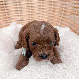 Donut - Red male Cavapoo puppy in Apache Junction, Arizona from Coffey House Doodles