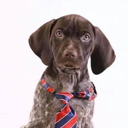 German Shorthaired Pointers from Von Major Sheds