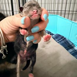 Faith - Blue merle female Pomeranian puppy in Clarksville, Tennessee from Bee Mine Maltipoos and Pomeranians