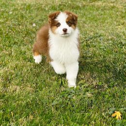 Penelope - Red tri-color female Australian Shepherd puppy in Fountaintown, Indiana from Timber Run Aussies