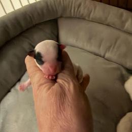 Anna - Black and white female Chihuahua puppy in Seneca, Missouri from Stephanie’s Puppy Colony