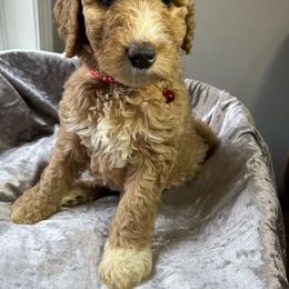 Cupcake - Goldendoodle puppy from Golden Pine Designer Doodles