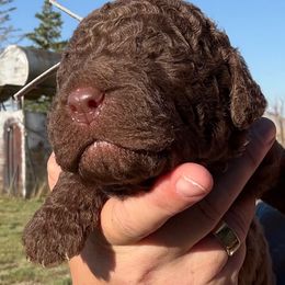 Ralph - Brown and white male Saint Berdoodle puppy in Beach, North Dakota from Badland St. Berdoodles LLC