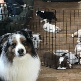 Australian Shepherds from Cork Tree Australian Shepherds