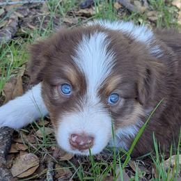 Kisses - red tri female - Red tri-color female Australian Shepherd puppy in Texas from Wray Aussies