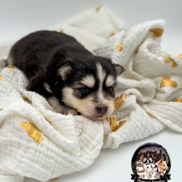 Lennon - Black and white male Pomsky puppy in Mesa, Arizona from Platinum Pomskies