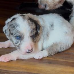 Carley girl - Blue merle female Border Collie puppy in Fairview, Tennessee from Hoffman Forest Acres LLC