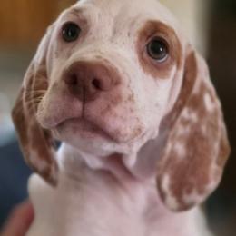 Arctic - Fawn male Braque du Bourbonnais puppy in Deer Lodge, Tennessee from Steady Wind Braque du Bourbonnais Pointers