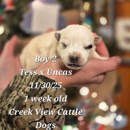 Boy 2 - Blue male Australian Cattle Dog puppy in Monroe, North Carolina from Creek View Cattle Dogs